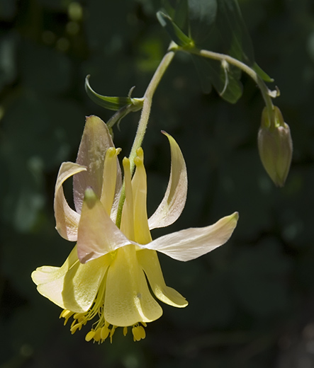 golden columbine